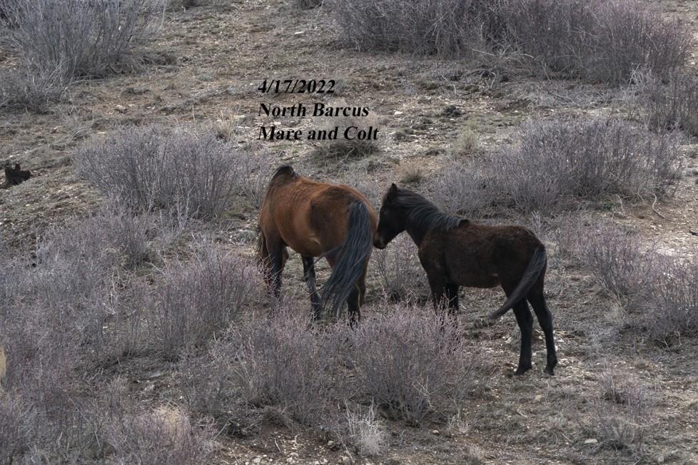 4-17-22 N Barcus Mare-big foal