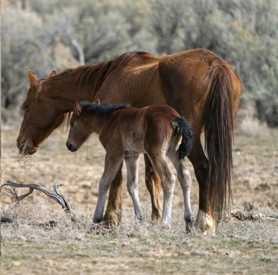 4-2-22 Barcus Mare-Foal_0