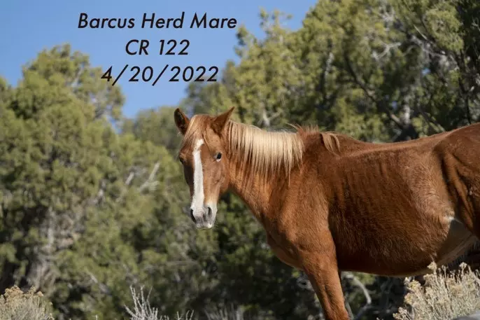 4-20-22 Barcus Herd Mare