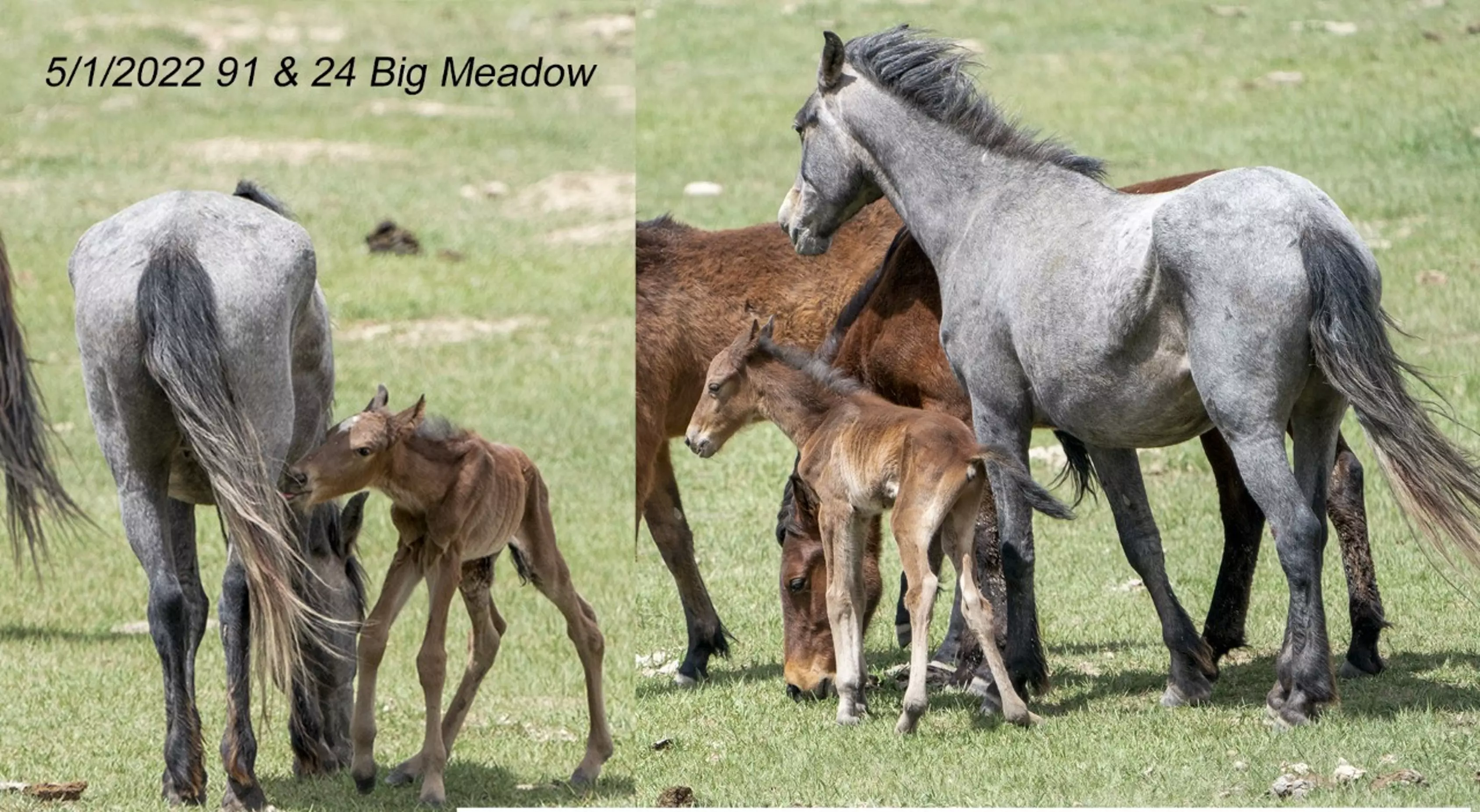 5-1-22 Big Meado Gray w-foal