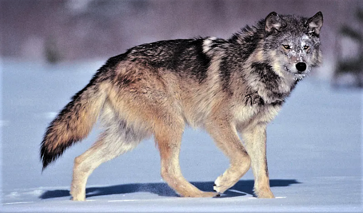 Wolf Walking Facing Forward 