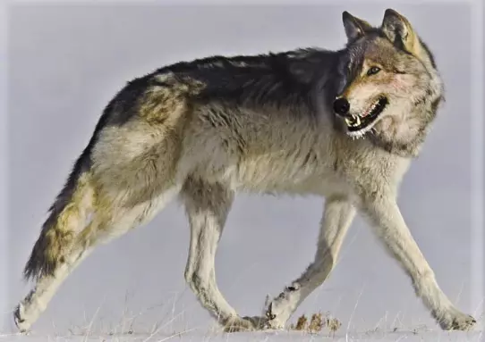 Wolf Walking with Head Turning 